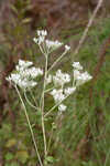 Rough boneset